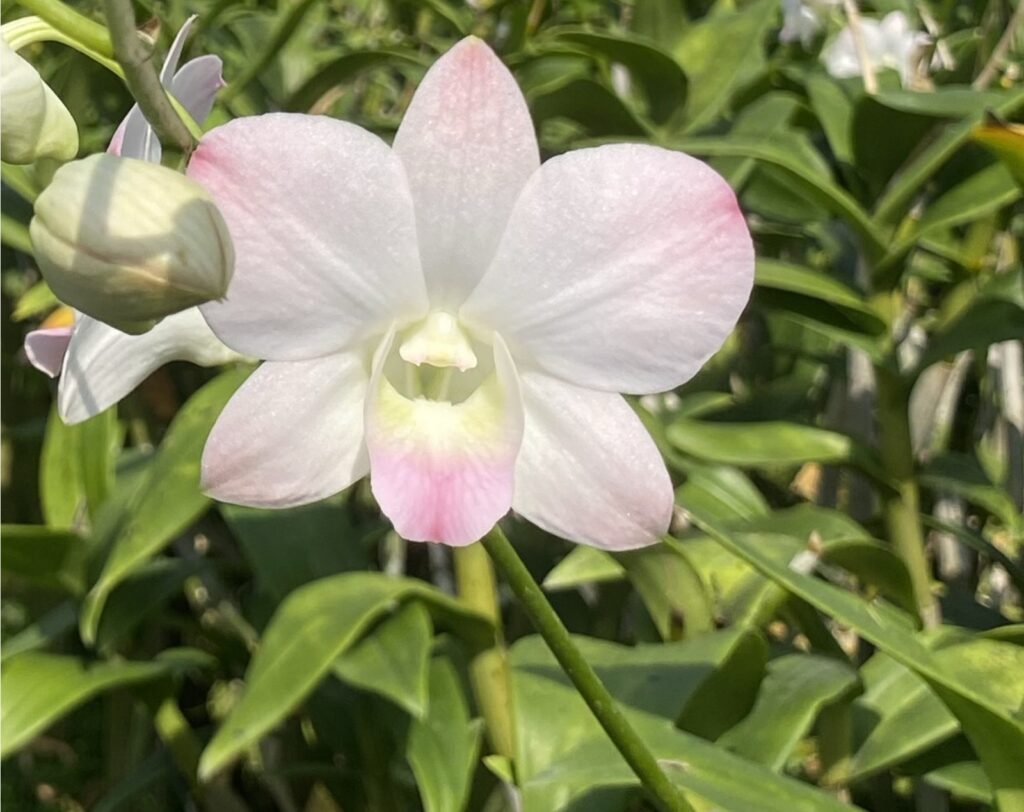 Orchid (Dendrobium) Rose Color